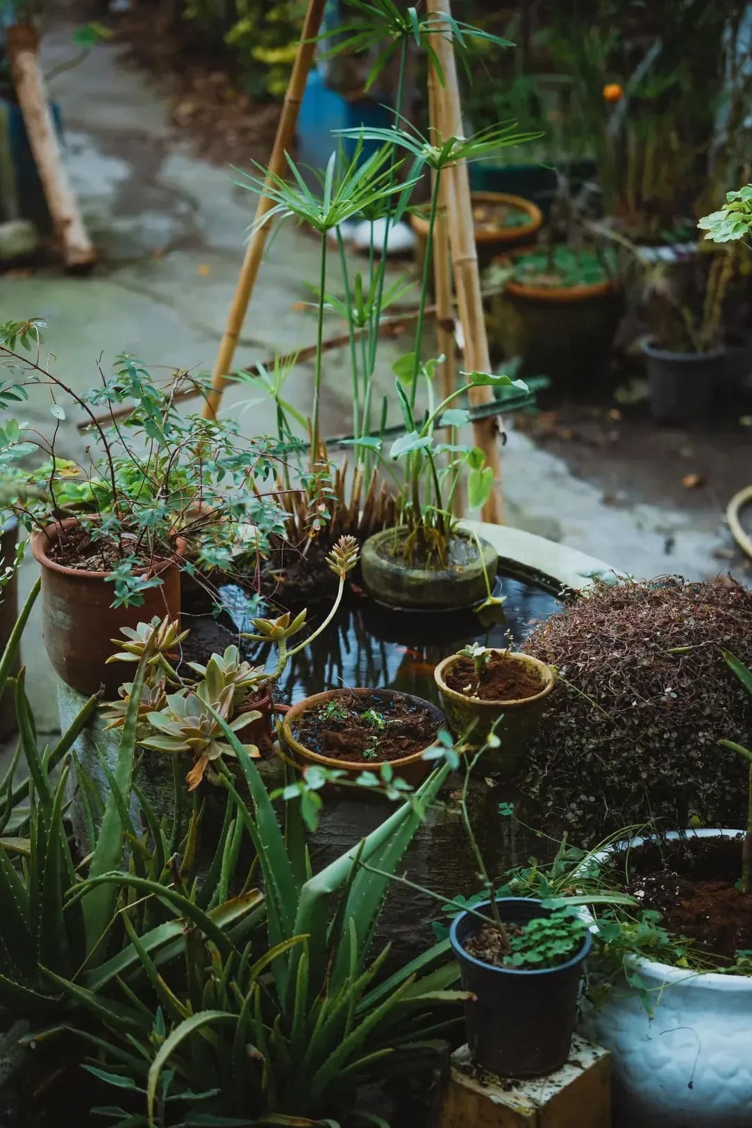 How to Keep Your Lawn Looking Lush Through the Season