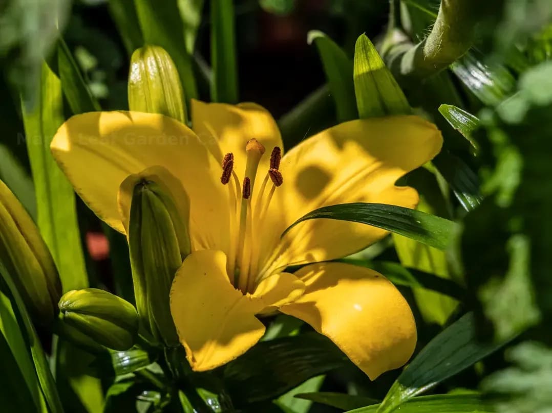 Spring and fall garden cleanups